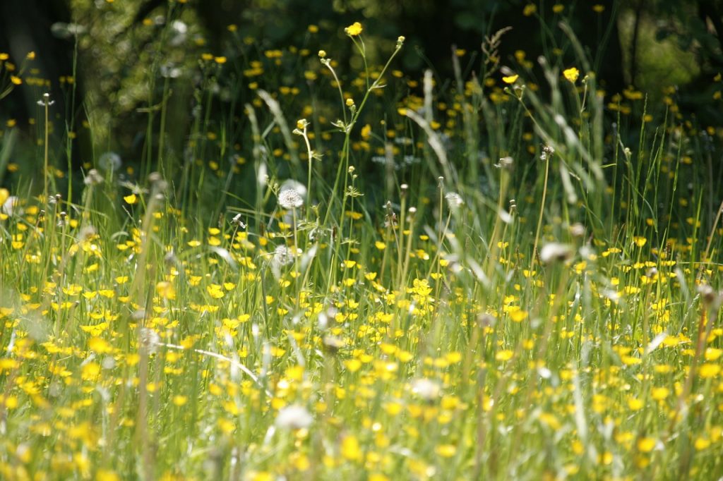 Acupuncture natural Hay Fever Treatment Geelong. Allergic Rhinitis. Nicholas Conte Newtown, Geelong